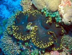 Tridacna squamosa
