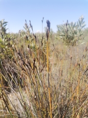 Willdenowia incurvata