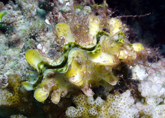 Tridacna squamosa