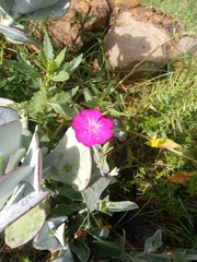 Silene coronaria