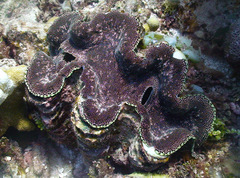 Tridacna squamosa