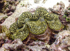 Tridacna squamosa