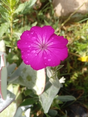 Silene coronaria