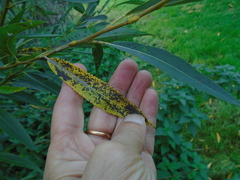 Salix × fragilis