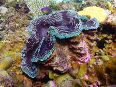 Tridacna squamosa