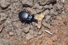 Sphaeroderus stenostomus