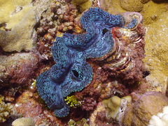 Tridacna squamosa