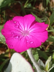 Silene coronaria