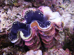 Tridacna squamosa