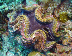 Tridacna squamosa