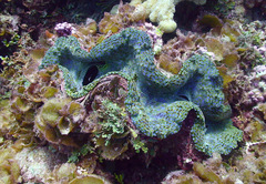 Tridacna squamosa