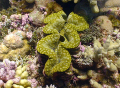 Tridacna squamosa
