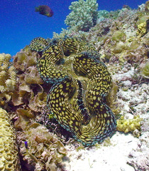 Tridacna squamosa