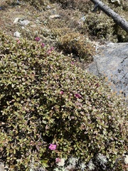 Rhododendron lepidotum