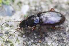 Pterostichus strenuus
