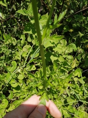 Ranunculus multifidus image