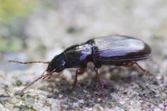 Pterostichus strenuus
