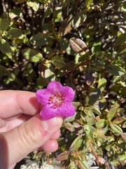 Rhododendron lepidotum