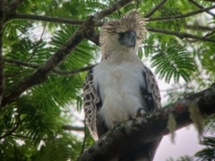 Pithecophaga jefferyi