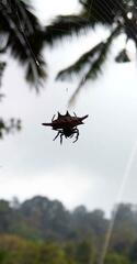 Gasteracantha diardi