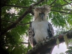 Pithecophaga jefferyi