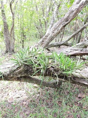 Brassavola
