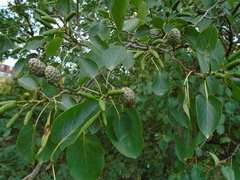 Alnus cordata