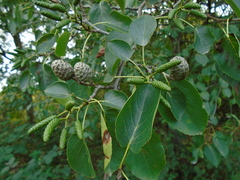 Alnus cordata