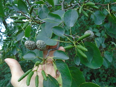 Alnus cordata