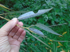 Salix × fragilis