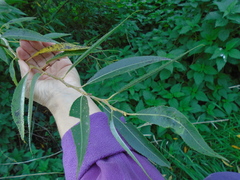 Salix × fragilis