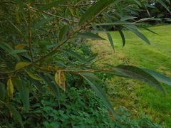 Salix × fragilis