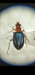 Lebia