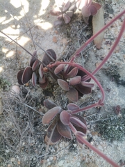 Crassula atropurpurea