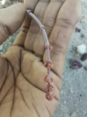 Crassula atropurpurea