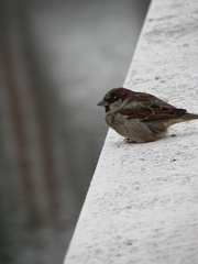 Passer domesticus