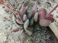 Crassula atropurpurea