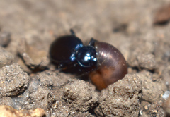 Sphaeroderus stenostomus