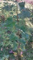 Populus × canescens