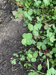 Trifolium repens