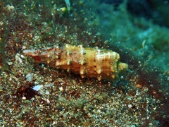 Cerithium