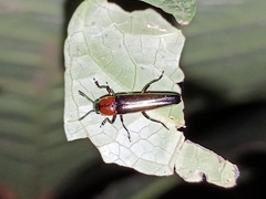 Tetraphala