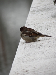 Passer domesticus