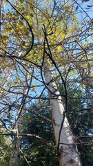 Populus × canescens