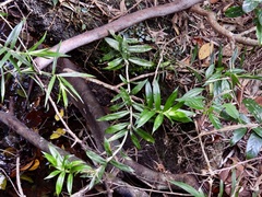Freycinetia scandens