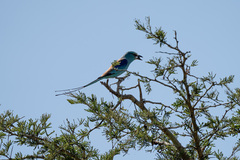 Coracias abyssinicus