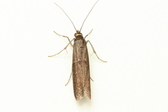 Pyralidae