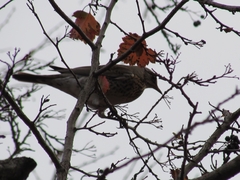 Turdus pilaris