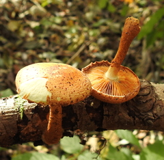 Pholiota lucifera