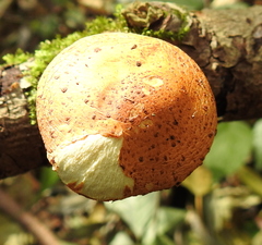 Pholiota lucifera